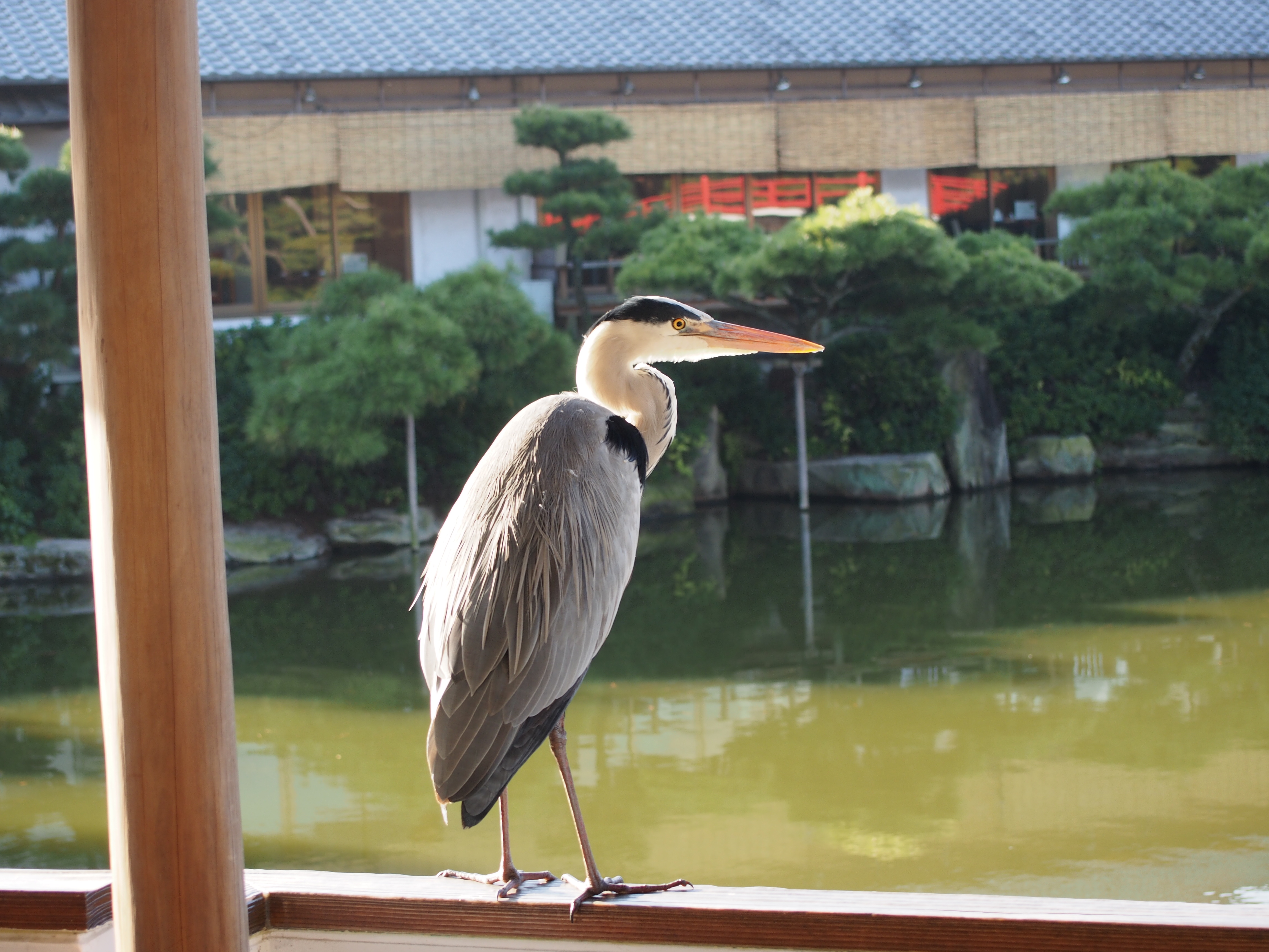 中津万象園　観月台のアオサギ