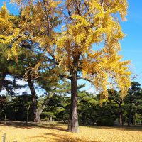 中津万象園　銀杏　芝生広場