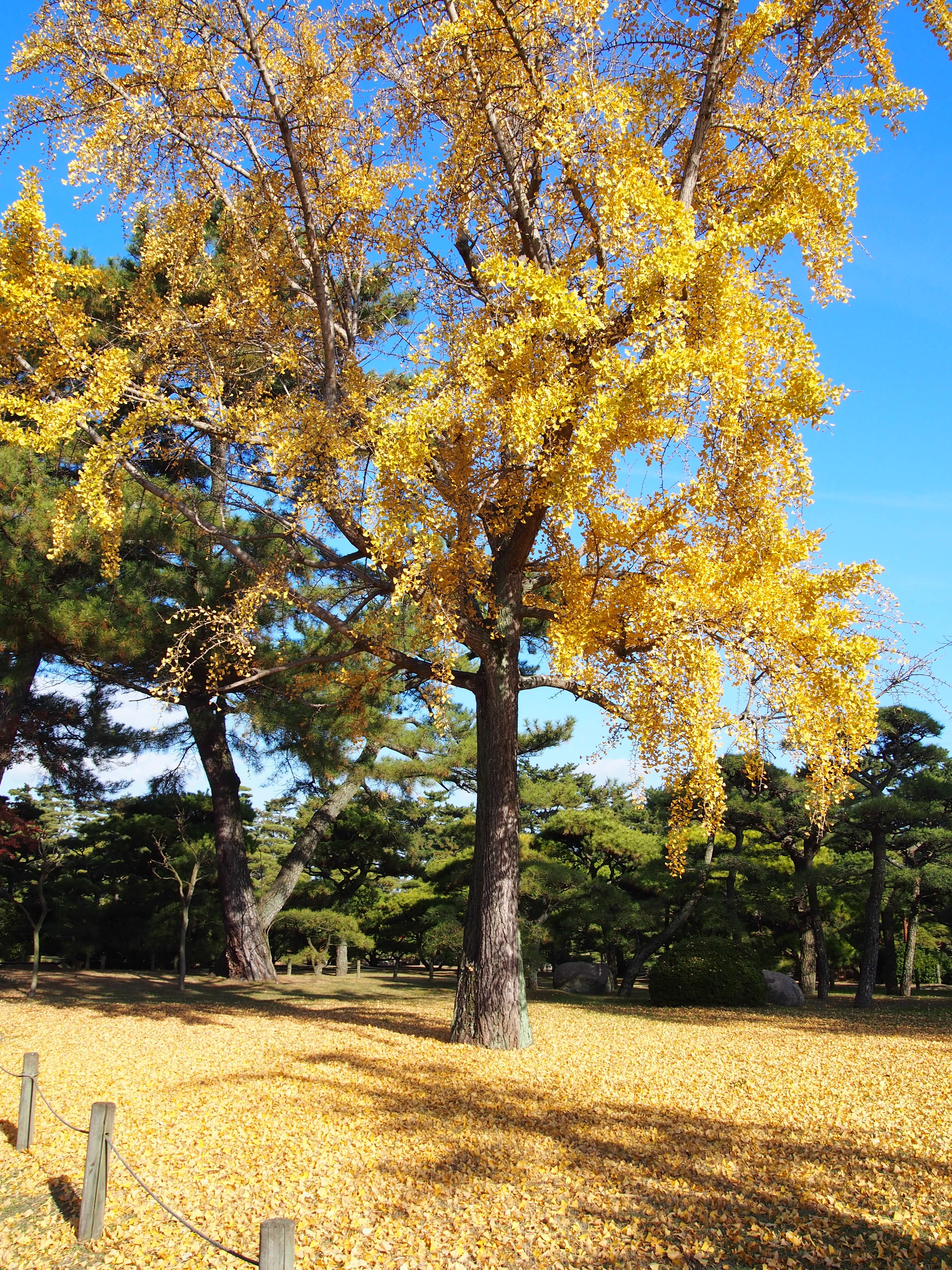 中津万象園　銀杏　芝生広場