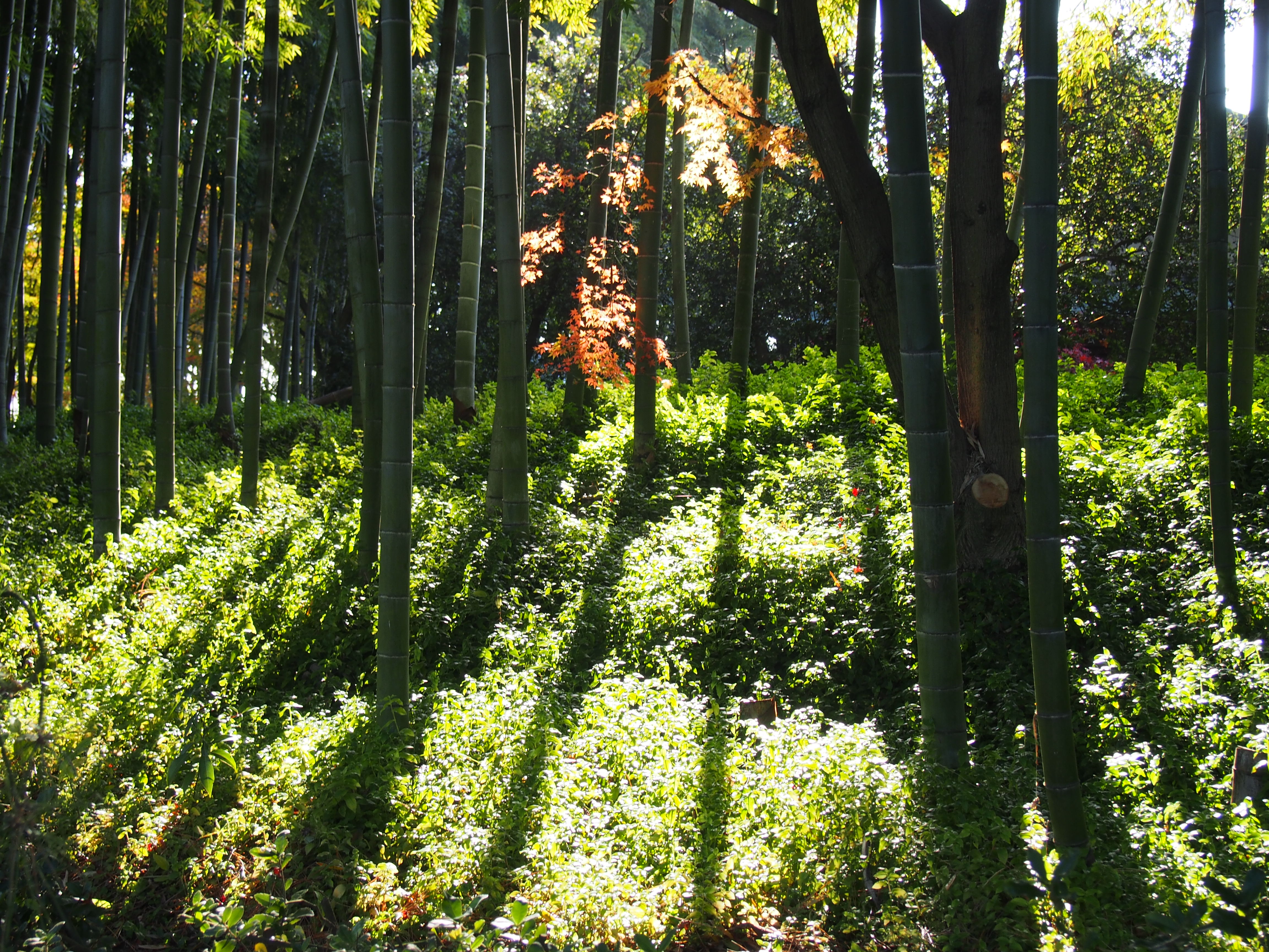 中津万象園　朝陽の竹林