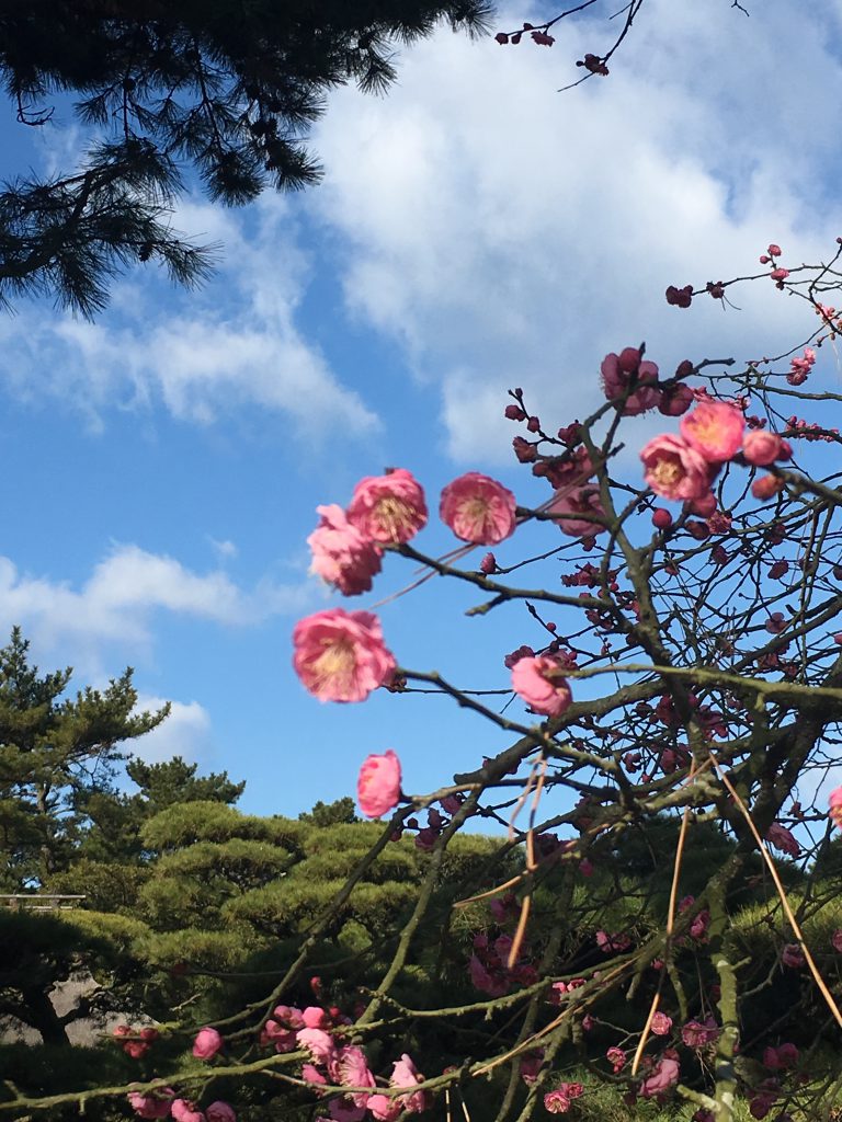 紅梅と青空