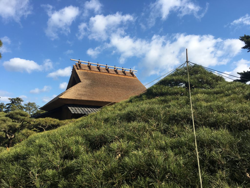 大傘松と母屋