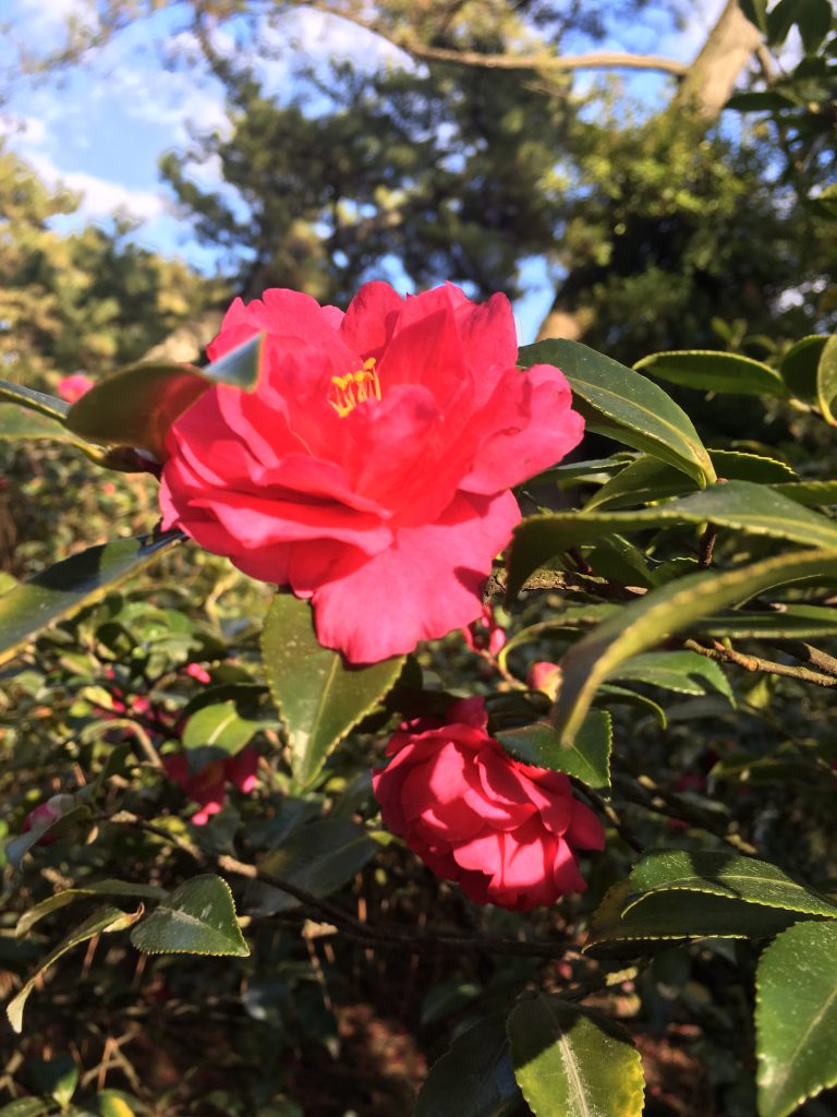 山茶花の小路